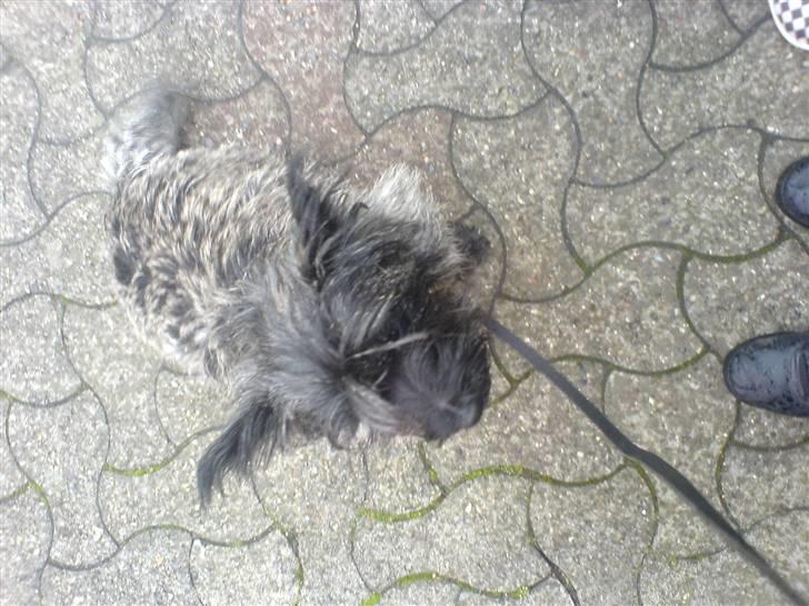 Blanding af racer Chili - Chili siger hej og velkommen til min profil (: billede 1