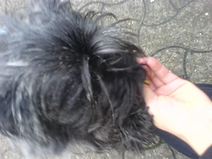 Blanding af racer Chili - Får en lille godbid eller 2? (: billede 2