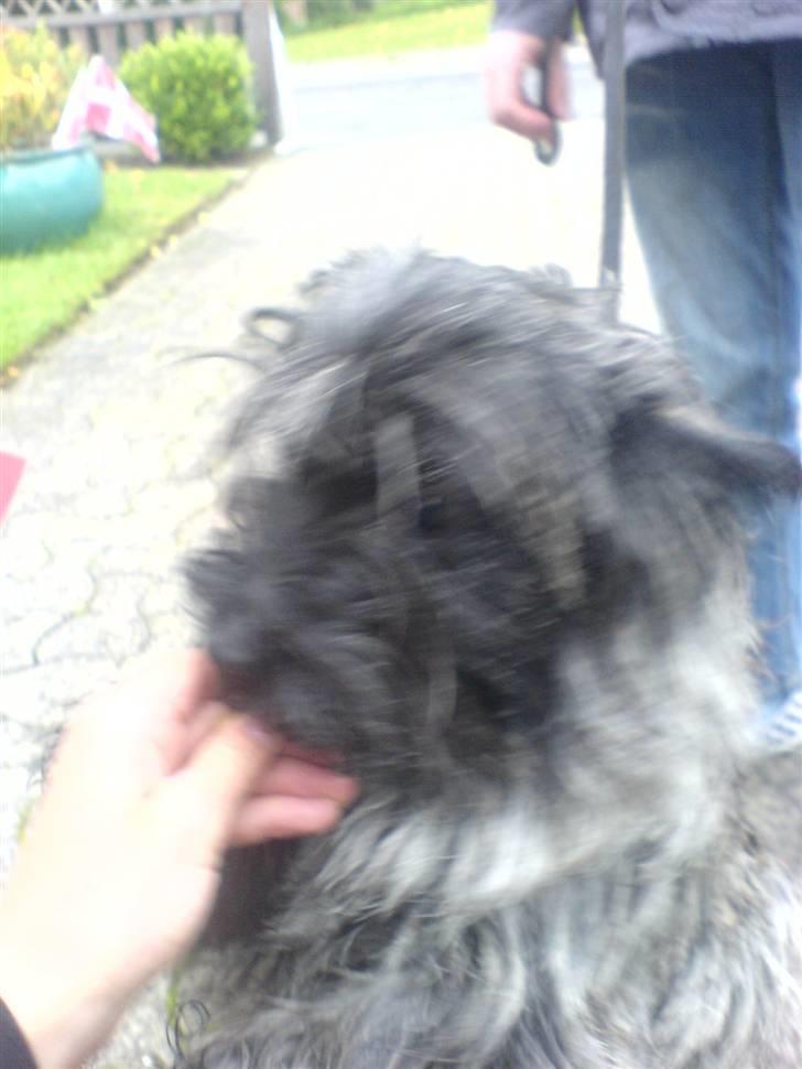 Blanding af racer Chili - Nåé lille putte ?<3 billede 4