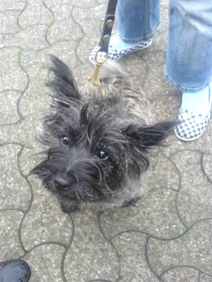 Blanding af racer Chili billede 5