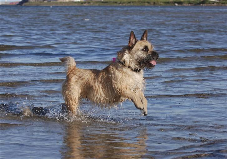 Blanding af racer Bella *FranskbullTerrier* - Ved vandet d. 1. juni 2010 - Min lille vandhund!! billede 11