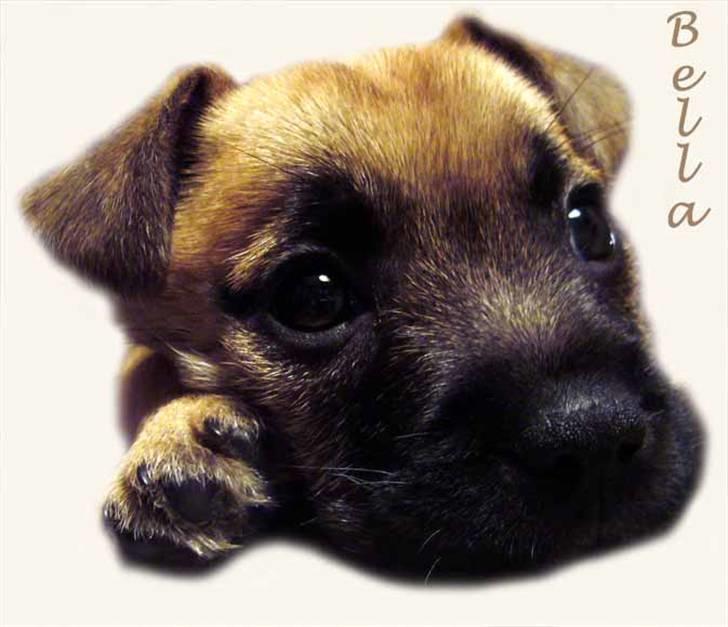 Blanding af racer Bella *FranskbullTerrier* - Lille baby bella! Nåårh : ) billede 12