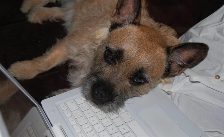 Blanding af racer Bella *FranskbullTerrier* - Bella hjælper mig med at redigere hendes profil :D billede 13