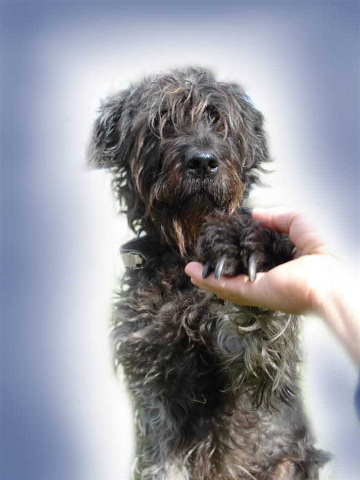 Blanding af racer Sisse R.I.P - et billed jeg selv har lavet.. :P sisse der giver pote billede 1