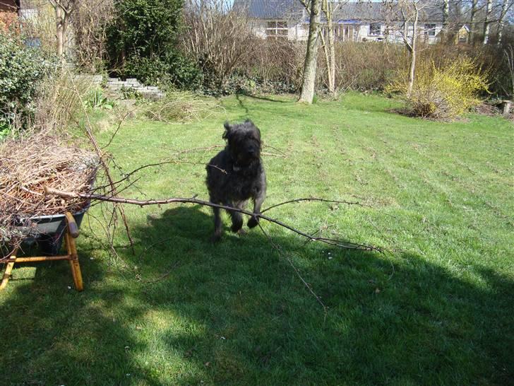 Blanding af racer Sisse R.I.P billede 2