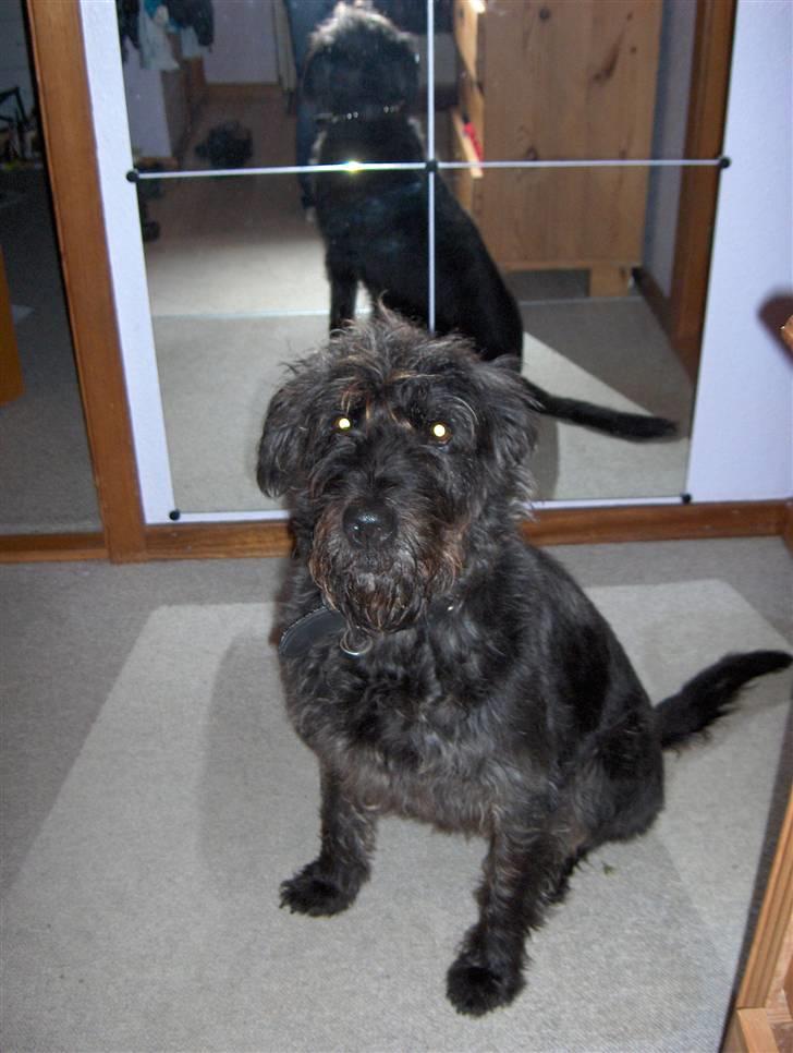 Blanding af racer Sisse R.I.P billede 3