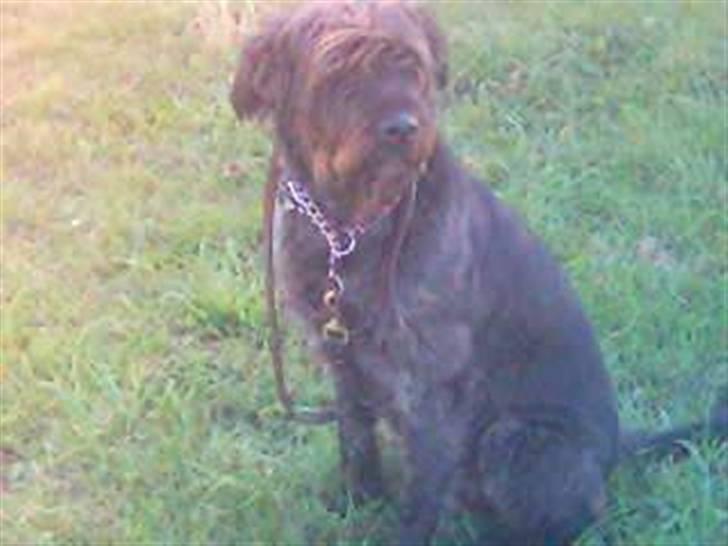 Blanding af racer Sisse R.I.P billede 5