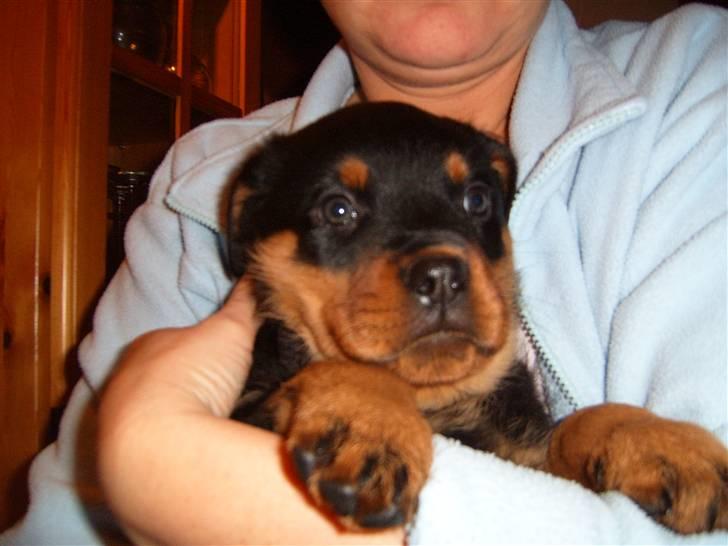 Rottweiler Felix - Første dag i sit nye hjem billede 6