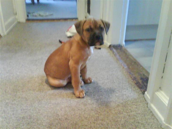 Blanding af racer Pumba *DØD* billede 11