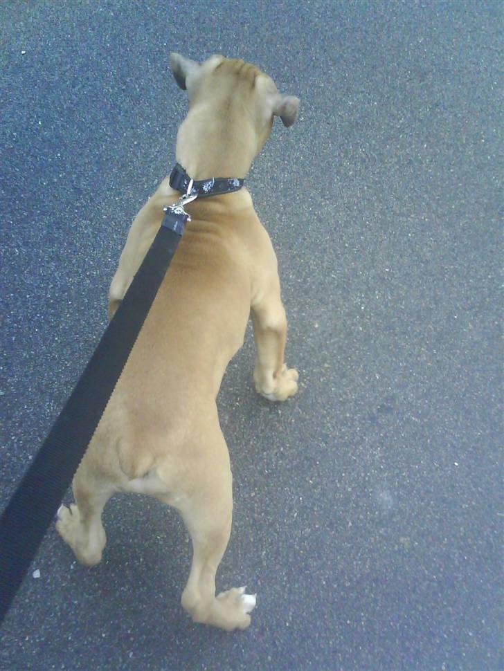 Blanding af racer Pumba *DØD* billede 12