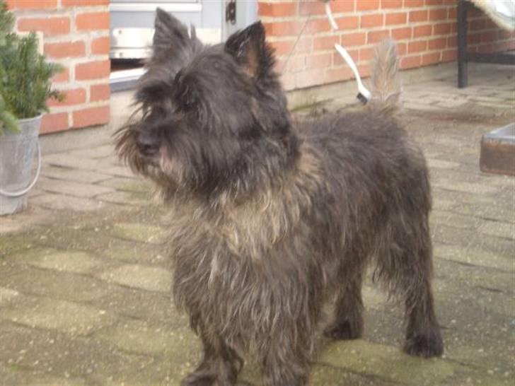 Cairn terrier Buster billede 5