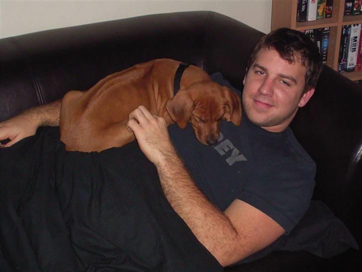 Rhodesian ridgeback cobi billede 13