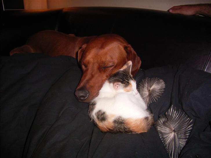 Rhodesian ridgeback cobi billede 14