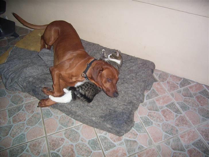 Rhodesian ridgeback cobi billede 15