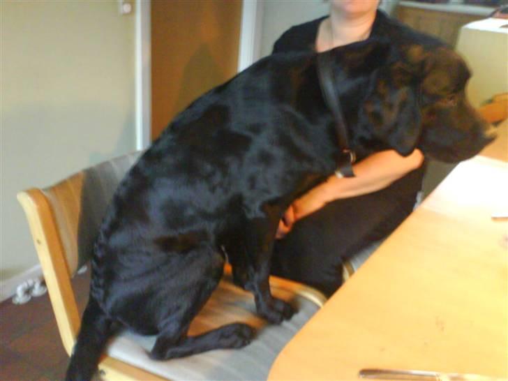 Labrador retriever Rolf - Så spisetid! billede 5