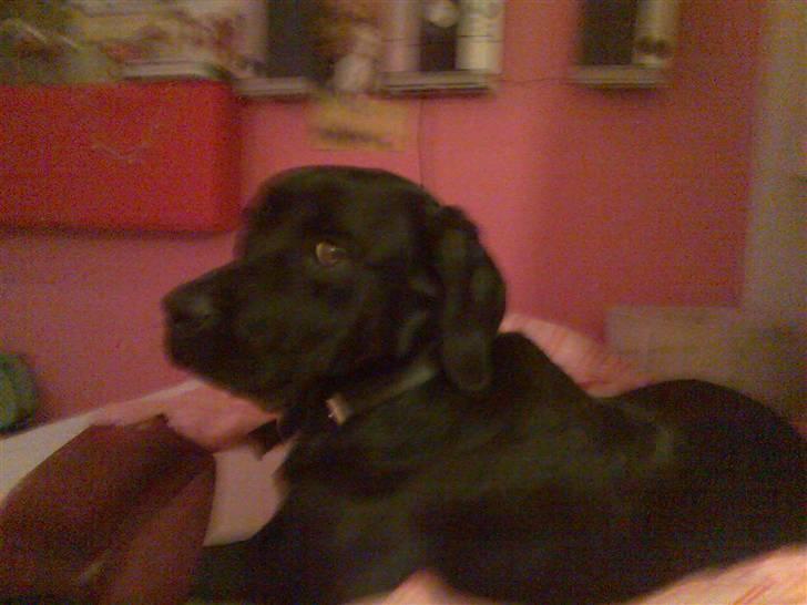 Labrador retriever Rolf - Nå var i der?? billede 6