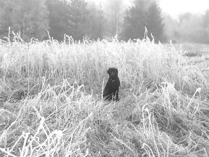 Labrador retriever Rolf - Er jeg ikke fin her i sneen billede 7