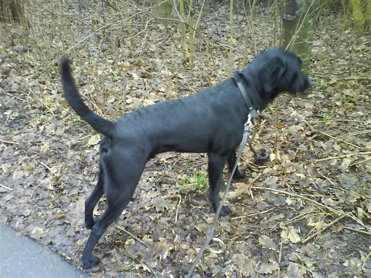 Labrador retriever Rolf - Hhh hvad var det? Var det en KAT?? billede 8