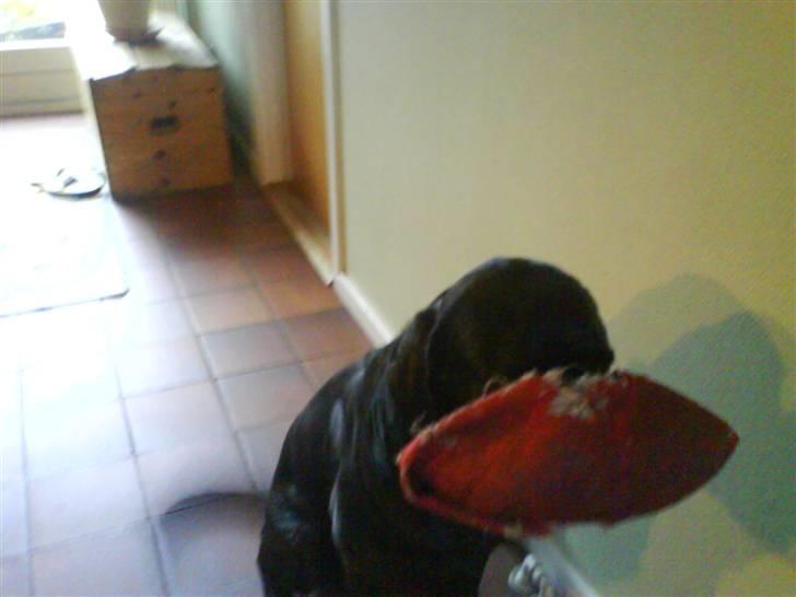 Labrador retriever Rolf - I kan ikke se miig... billede 9