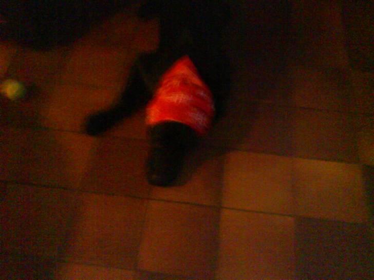 Labrador retriever Rolf - Jeg er en fin husmor.. SEE billede 10