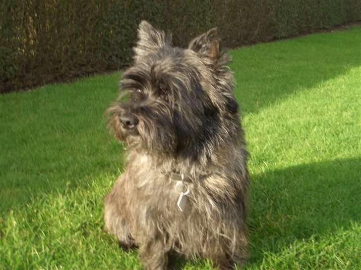 Cairn terrier Buster billede 6