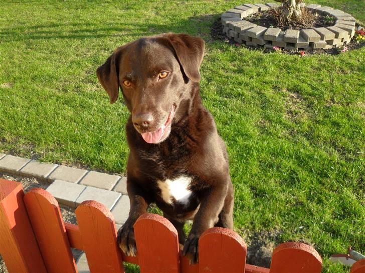 Labrador retriever Freja billede 1