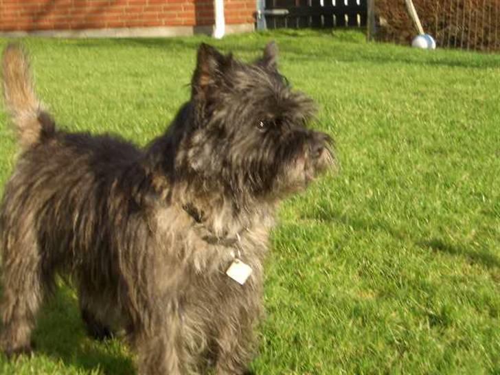 Cairn terrier Buster billede 7
