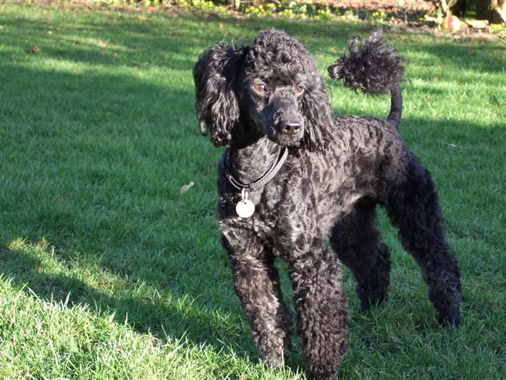 Dværgpuddel Viggo billede 11