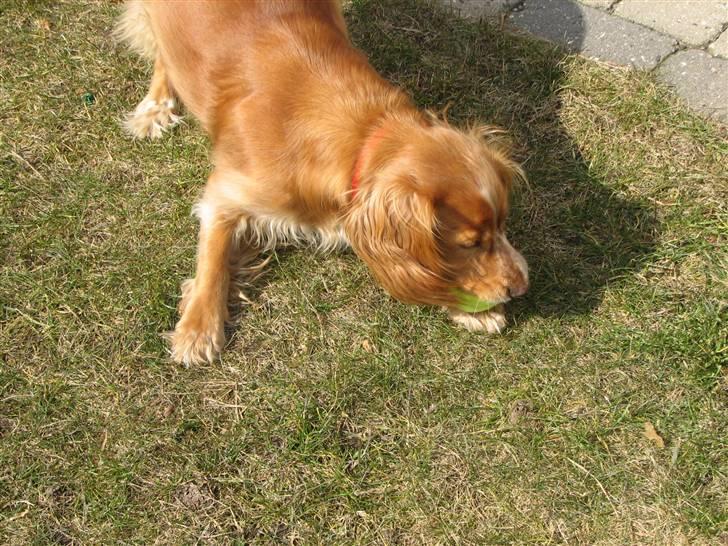 Blanding af racer Honey - Kom så! billede 11