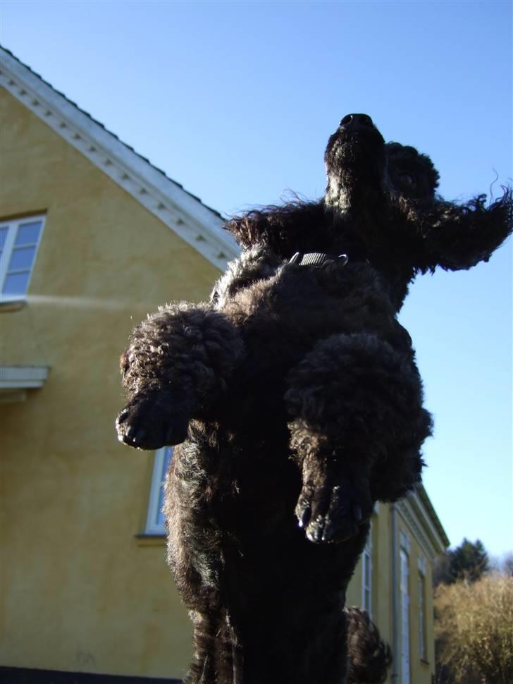 Dværgpuddel Viggo billede 12