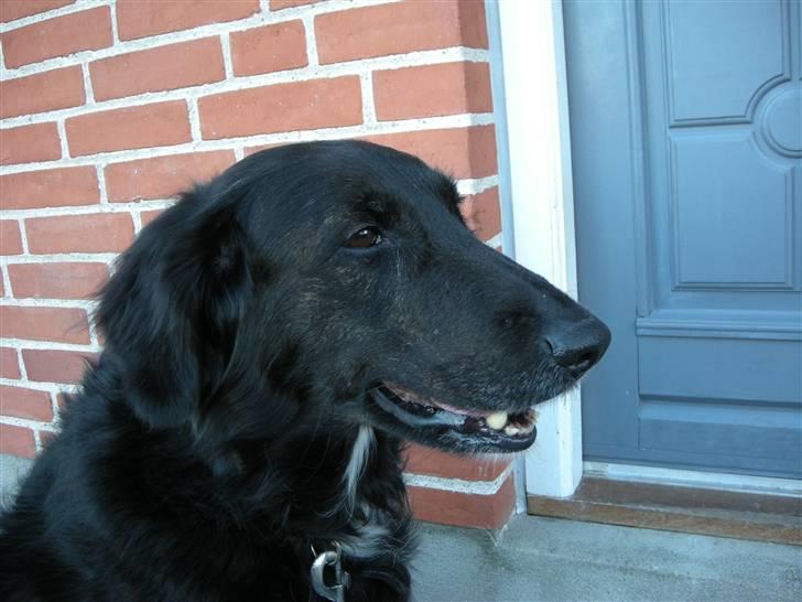 Blanding af racer Bella - Bella :) billede 1