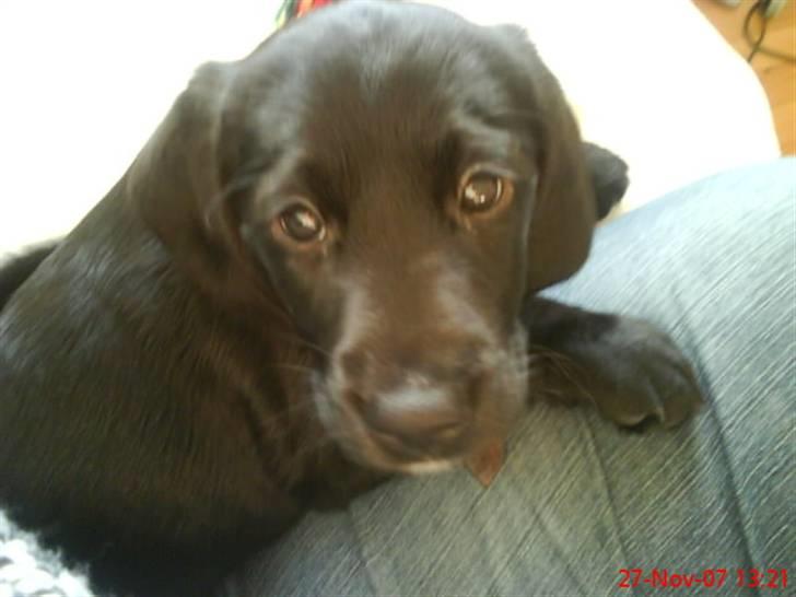 Blanding af racer Zita billede 6