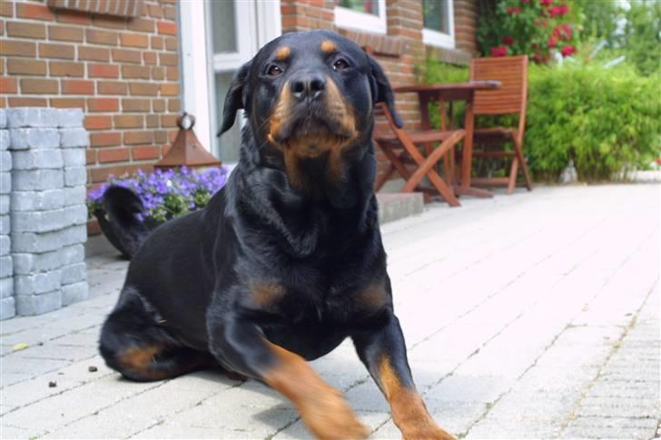 Rottweiler Samson billede 15
