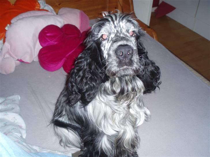 Cocker spaniel Charli billede 11
