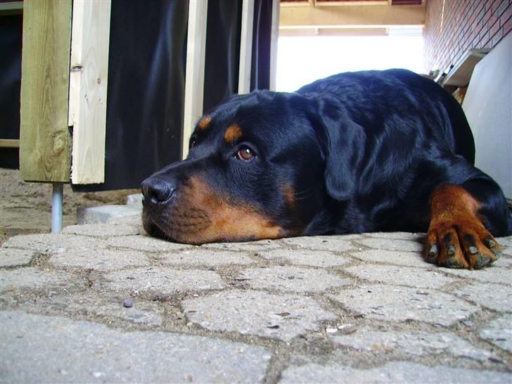 Rottweiler Samson billede 16