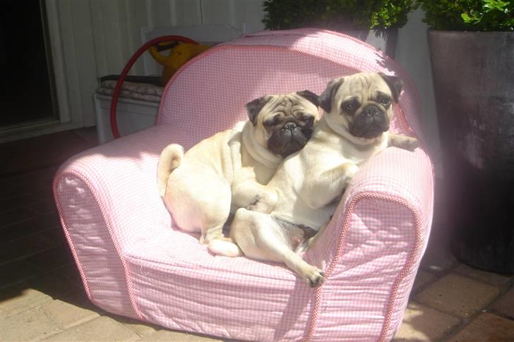 Mops Tronkærs Pearl Princess  billede 5