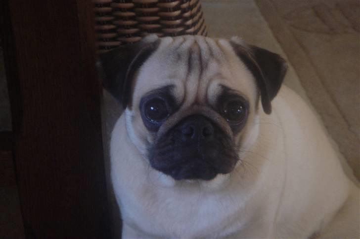 Mops Tronkærs Pearl Princess  billede 6