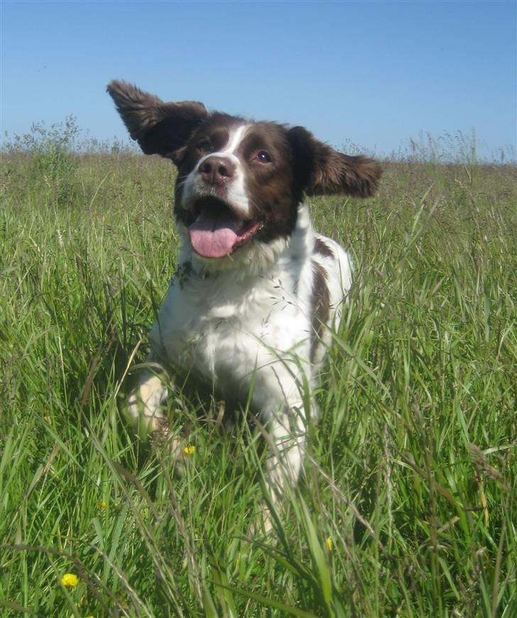 Engelsk springer spaniel Oscar  31.01.1999 - 08.02.2013 - 17. juni 09 billede 15