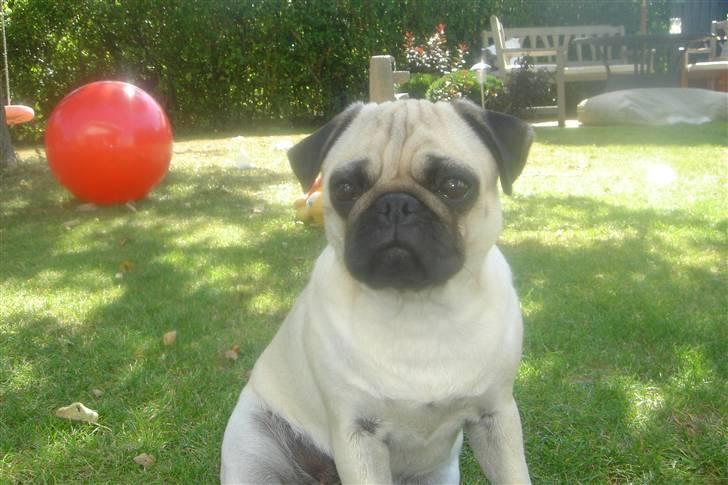 Mops Tronkærs Pearl Princess  billede 7