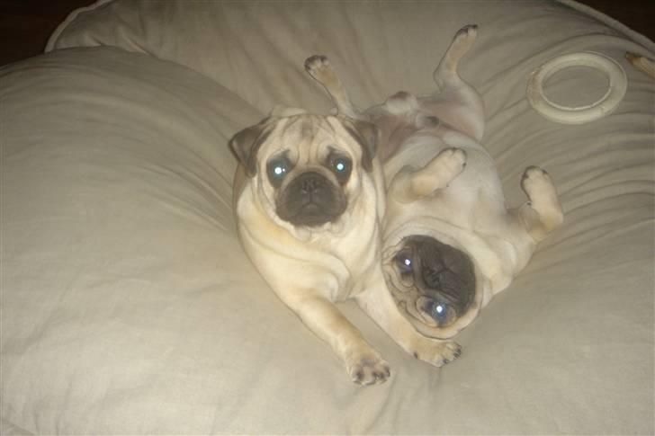 Mops Tronkærs Pearl Princess  billede 8