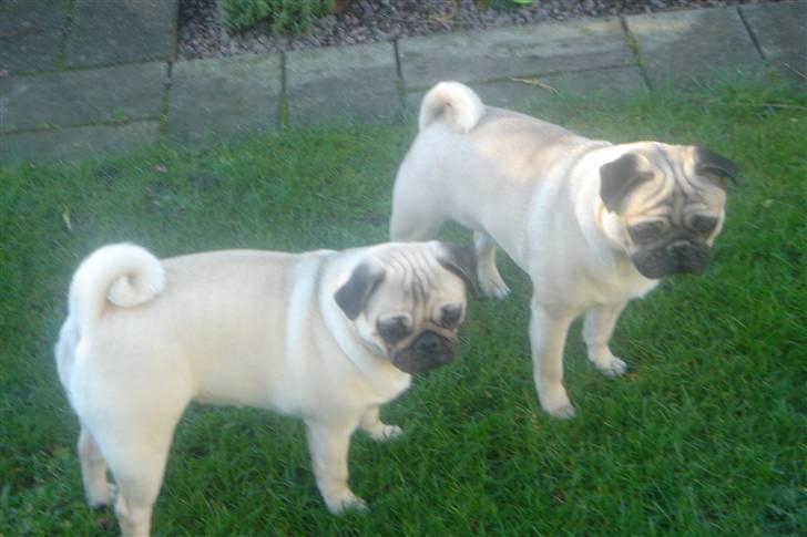 Mops Tronkærs Pearl Princess  billede 9