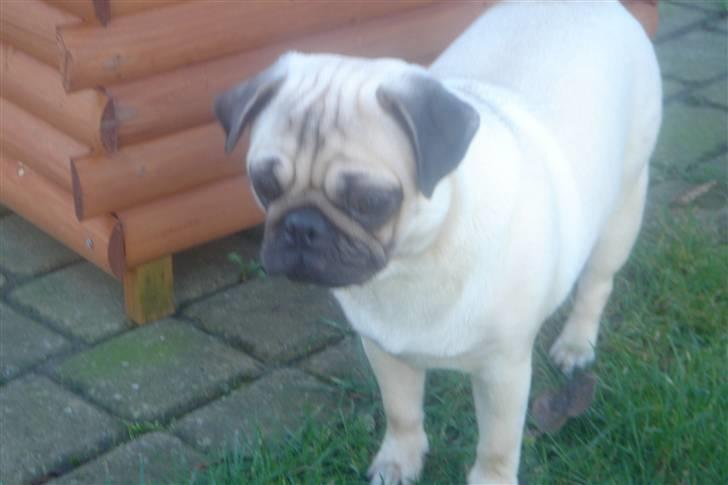 Mops Tronkærs Pearl Princess  billede 10