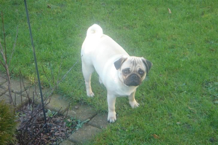 Mops Tronkærs Pearl Princess  billede 11