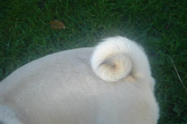 Mops Tronkærs Pearl Princess  billede 12