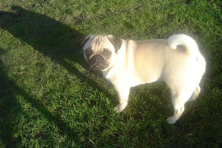 Mops Tronkærs Pearl Princess  billede 13