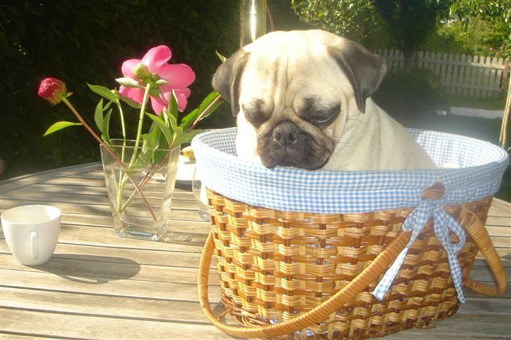 Mops Tronkærs Pearl Princess  billede 14