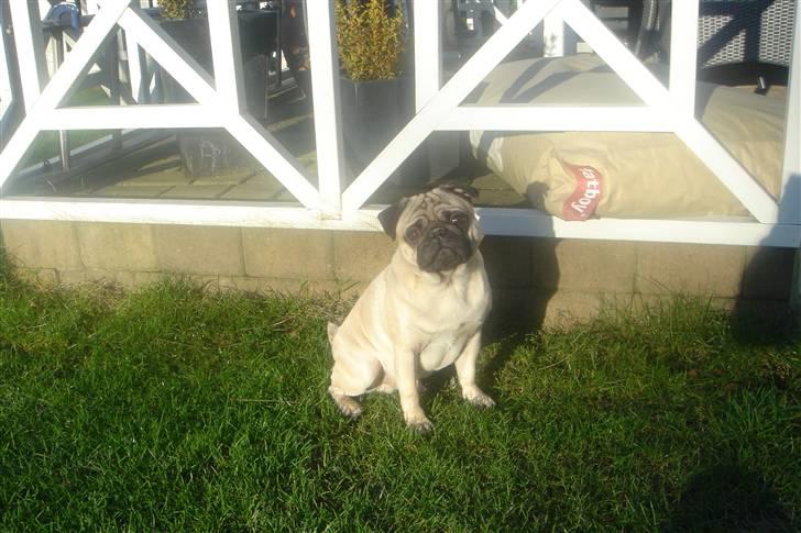 Mops Kenzo billede 15