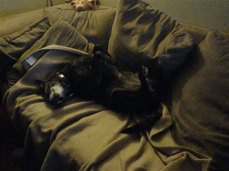 Blanding af racer Blackie billede 5