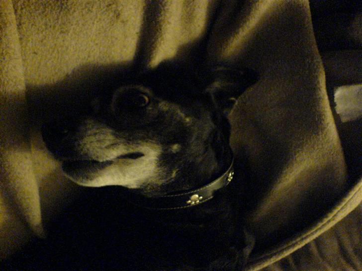 Blanding af racer Blackie billede 6