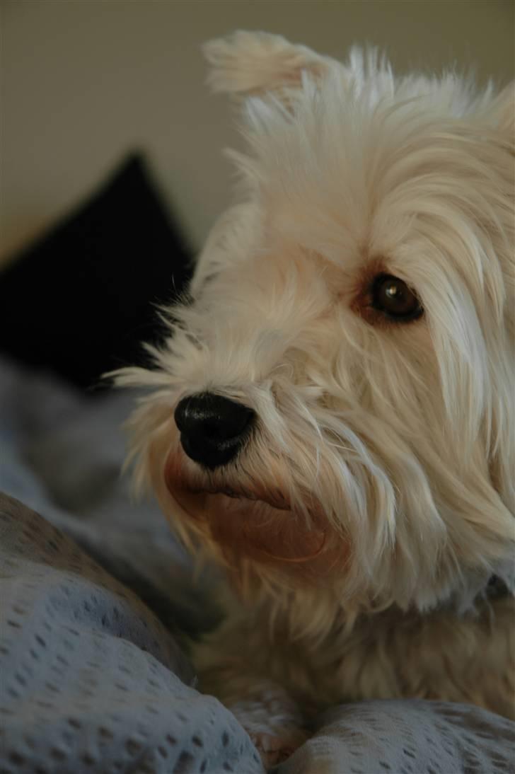 West highland white terrier Frække Frida billede 6